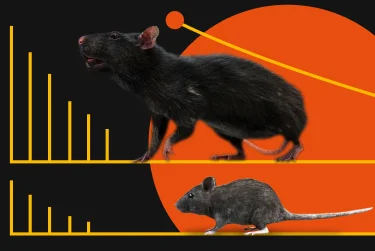 Крыса и мышь на фоне графика