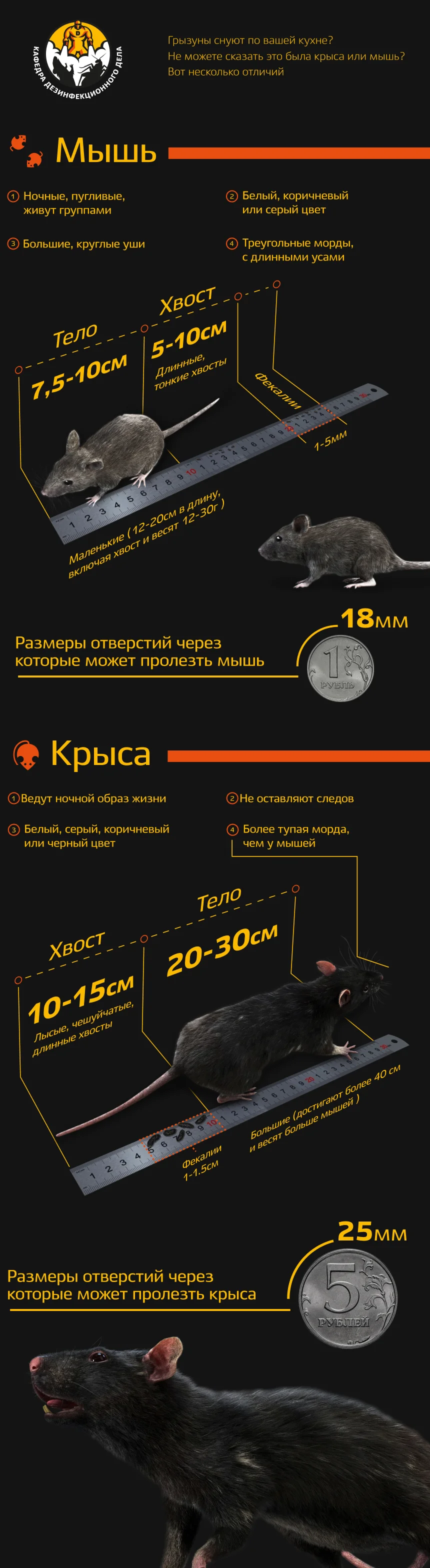 Сравнение следов и помета крысы и мыши